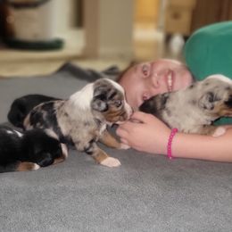 Australian Shepherd Puppies from Rustic Roots Australian Shepherds