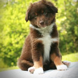 Miniature Australian Shepherd Puppies from Cabin Hearth Miniature Australian Shepherds