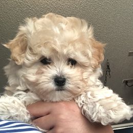 Maltese, Maltipoo, and Poodle Puppies from Healing Pawz LLC