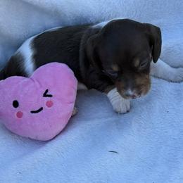 AKC Aurora brown LONG HAIR mini - Piebald female Dachshund puppy in Sacramento, California from Valentina's mini  AKC Dachshunds