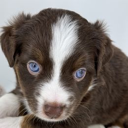 Miniature Australian Shepherd and Toy Australian Shepherd Puppies from Ollie's Aussies