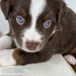 Miniature Australian Shepherd and Toy Australian Shepherd Puppies from Ollie's Aussies