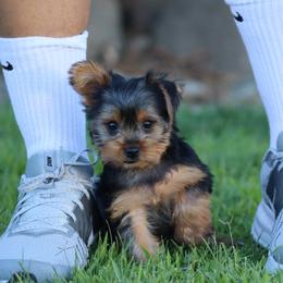 Jessi - Black and tan female Yorkshire Terrier puppy in Ceres, California from Mr.Yorkie