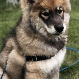 Siberian Huskies from Honeyvilles Huskies
