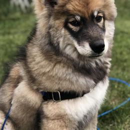 Siberian Huskies from Honeyvilles Huskies