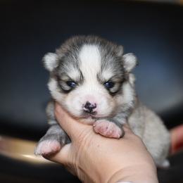 Mina - Silver and white female Pomsky puppy in Coos Bay, Oregon from Ocean View Pomskies