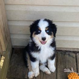 Sadie - Black tri female Miniature American Shepherd puppy in Harmony, North Carolina from Carolina Pride Miniature American Shepherds