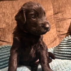 Amber - Black female Flat-Coated Retriever puppy in Saxapahaw, North Carolina from Banquo