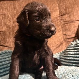 Amber - Black female Flat-Coated Retriever puppy in Saxapahaw, North Carolina from Banquo