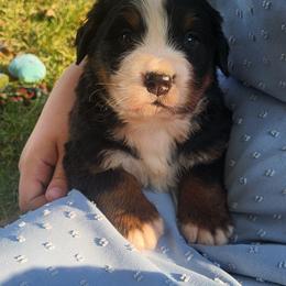 George - Black rust and white male Bernese Mountain Dog puppy in Auburn, Indiana from Swamp Creek Berners