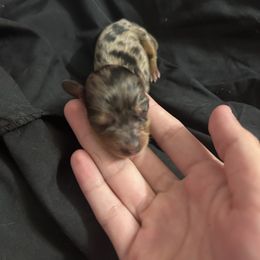 Dachshund Puppies from S&C Doxies