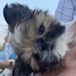 Shih Tzus from GunPilot Farms: Shih Tzu Breeders
