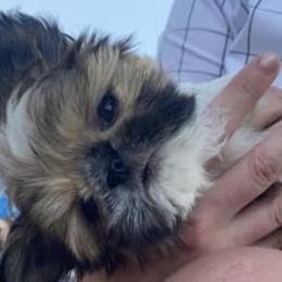 Shih Tzus from GunPilot Farms: Shih Tzu Breeders