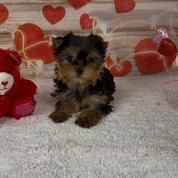 Boy 2 - Blue and gold male Yorkshire Terrier puppy in New Hampton, Iowa from JMAK Dreams