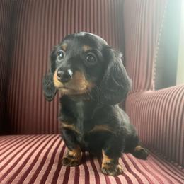 Winston - Black and tan male Dachshund puppy in Arthur, Illinois from Chupp’s Puppies
