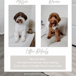 Goldendoodle puppies from Sweeter than Honey Doodles