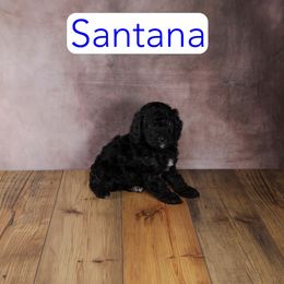 Santana - Phantom male Goldendoodle puppy in Calhoun, Georgia from Happy Top Doodles