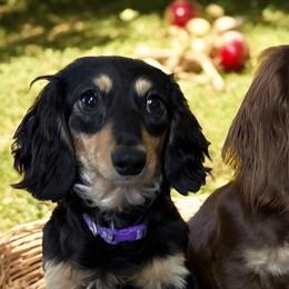 Dachshunds from Dragonfly Doxies