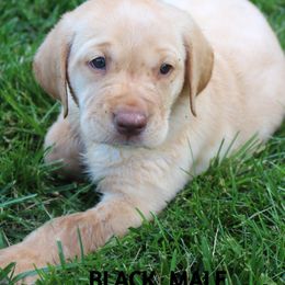 Labrador Retriever Puppies from New Life Labradors