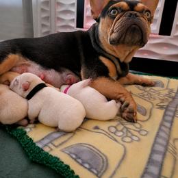 French Bulldog Puppies from Diamond Dreams French Bulldogs