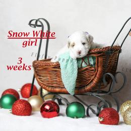 Snow White (Purple Collar) girl - Parti female Goldendoodle puppy in Corona, California from Fluffy Puppy Mini Doodles LLC