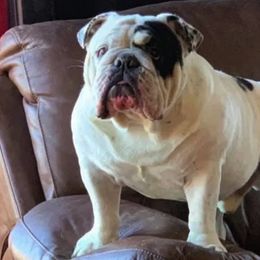 Bulldogs from Signature Bulldogs
