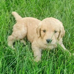 Goldendoodle and Golden Retriever Puppies from Dakota Sky's Goldens