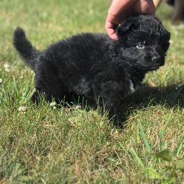 German Shepherd Puppies from Von Reams Kennels