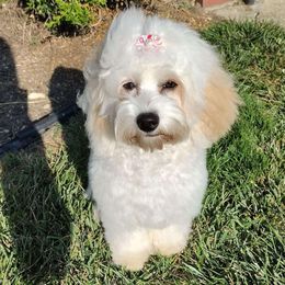 Charlotte - Cockapoo