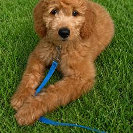 Skye - Goldendoodle