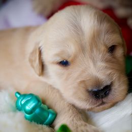 Last pick - Golden female Golden Retriever puppy in Mc Arthur, California from California Golden Love