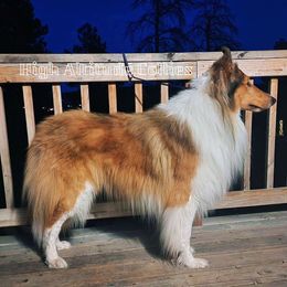 Pike - Collie