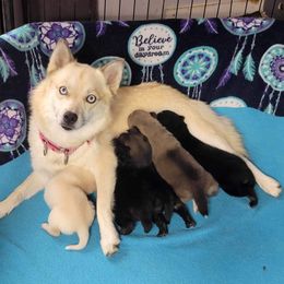Pomeranian and Pomsky Puppies from Fann-Tastic Pomskies