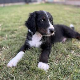 Galileo - male Australian Mountain Doodle puppy in Snook, Texas from Snook Acres Doodles