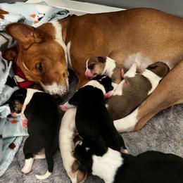 Basenji Puppies from Genesis Sighthounds