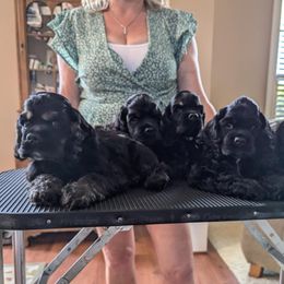 Cocker Spaniels from DreamShadow Cockers