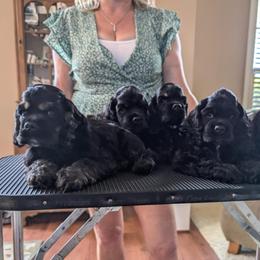 Cocker Spaniels from DreamShadow Cockers