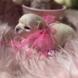 Paisley - Cream and white female Chihuahua puppy in Brooksville, Florida from Daystars Chihuahuas