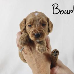 Bourbon - Red  male Goldendoodle puppy in Casa Grande, Arizona from AzDoodle Dandies