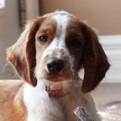 Welsh Springer Spaniels from Long Lane Welsh