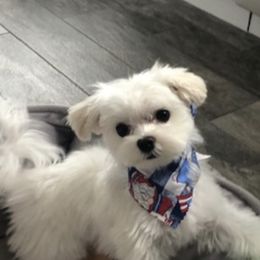 Maltese Puppies from Tiny Dancer Li'l Ones