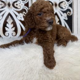 Goldendoodle and Poodle Puppies from Northern Heart Standards