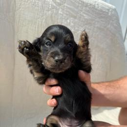 Girl 1 - Black and tan female Dachshund puppy in Krum, Texas from AG Dachshunds
