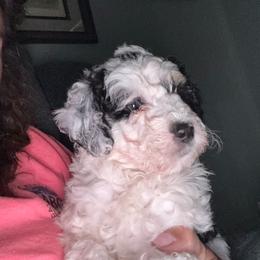 Joseph - Black and white male Bernedoodle puppy in Hays, Kansas from Pine Street doodles