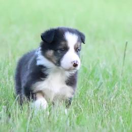 (ABCA) Fly - White and seal female Border Collie puppy in Bronson, Florida from Sandhill Ranch Border Collies