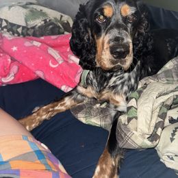 Valley - English Springer Spaniel