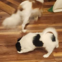Boy 2 Oregano - White and black male Papillon puppy in Bon Aqua, Tennessee from Rene's Papillon