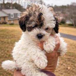 Charlie 'Prince Charming' - Parti male Maltipoo puppy in Chattanooga, Tennessee from Joy-fur puppies