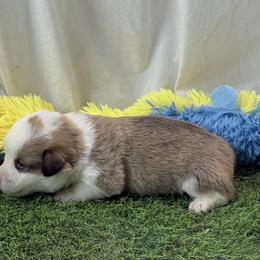 Boy 2 - Red male Pembroke Welsh Corgi puppy in Moulton, Alabama from Reed's Pembroke Corgi Welsh
