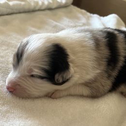 Girl 4 - Blue merle Australian Shepherd puppy in Fontana, California from J.O Family Aussies